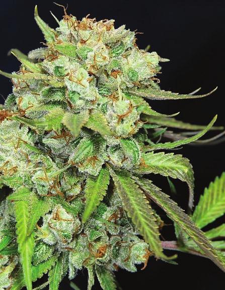 Hungry HYBRID Gorilla Glue A potent hybrid strain that delivers high euphoria and relaxation, leaving you feeling glued to the couch.