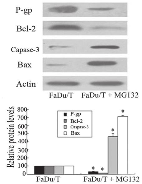 49 a Comparison of chemosensitivity between FaDu, FaDu/T and FaDu/T + MG132 cells ( a P<0.05). DDP, cisplatin; 5-FU, 5-fluorouracil; Dox, doxorubicin; VCR, vincristine. A A B B Figure 1.