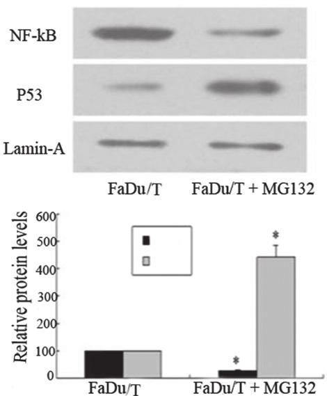 2590 MA et al: MG132 REVERSES THE MALIGNANT CHARACTERISTICS OF HYPOPHARYNGEAL CANCER Different proportions of apoptotic cells between FaDu/T and FaDu/T + MG132 cells.