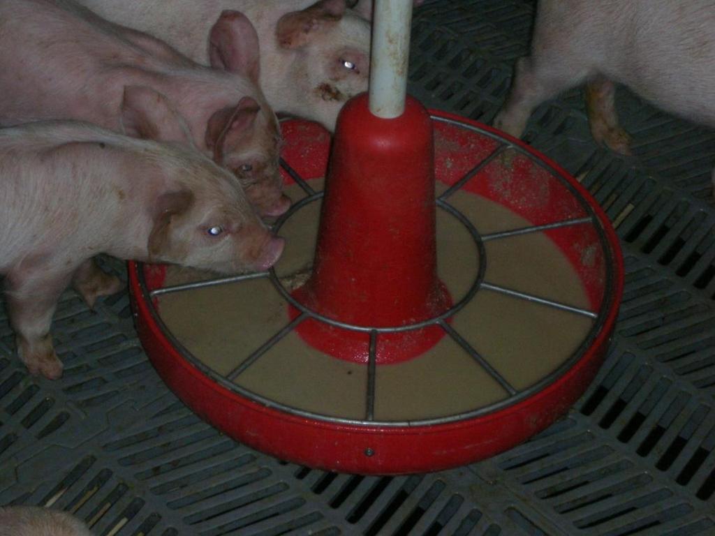 Gruel feeding 4 times/day Focus in small/sort/fallout pens Reduces fallout pigs Less feed, more