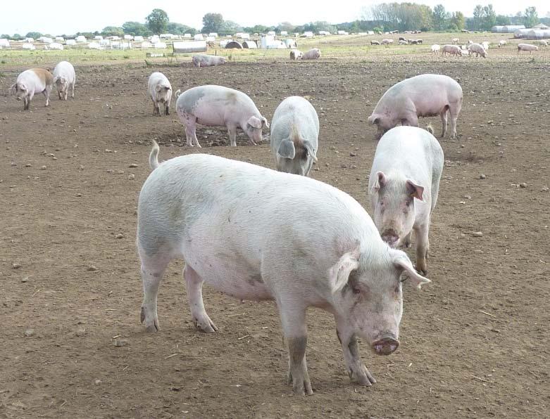 Variability and UK pig production - (relative to EU competitors) UK 4-5 pig breeding companies