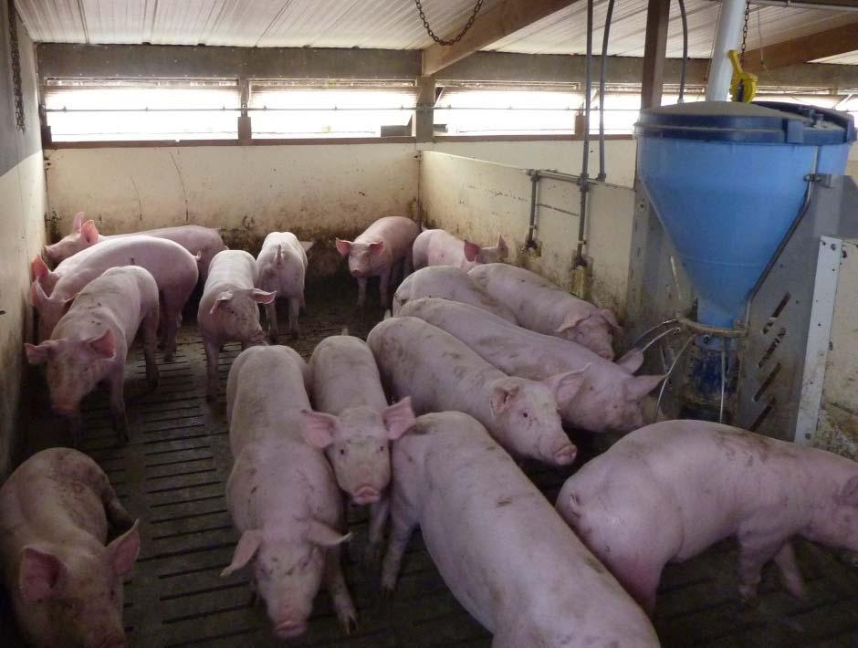 In-pen cooling shower or misting systems used during hot weather to cool pigs and maintain