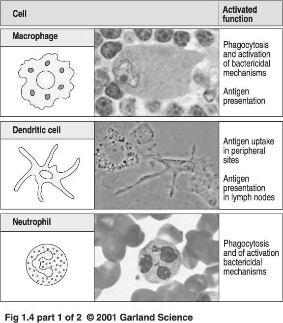 Phagocytic cells Macrophages Neutrophils