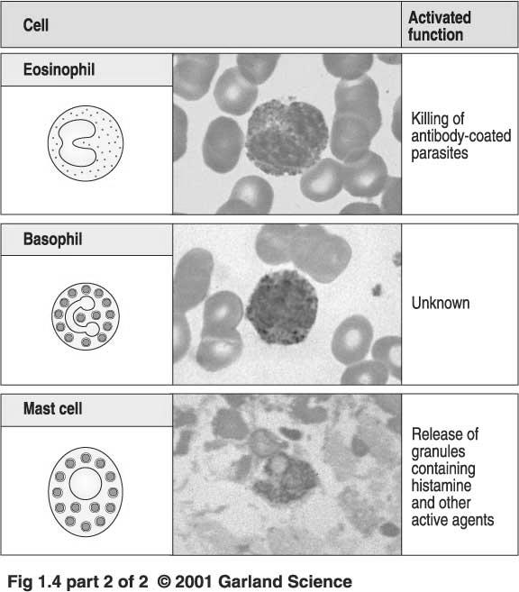 Granulocytes Eosinophils Basophils mast cells