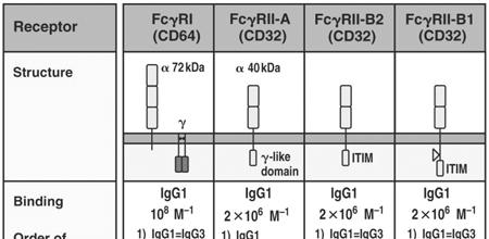 FC receptors bind to FC portion of Ab 2/15/2005 MICR 415 / 515 / 682 13 Other Fc-Accessory cell function Same receptor can