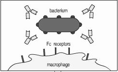 Fc-Ab aggregation Fc receptors in phagocytes bind mainly IgG. Distinguish between free Ab and Ab bound to pathogen due to the aggregation or multimerization of Ab.