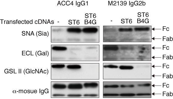 SNA (Sia) ECL (Gal) GSLII (GlcNAc) α-mouse IgG kda Supplementary Figure 16. Glycoform analysis of ACC4 and M2139 by lectin blotting.