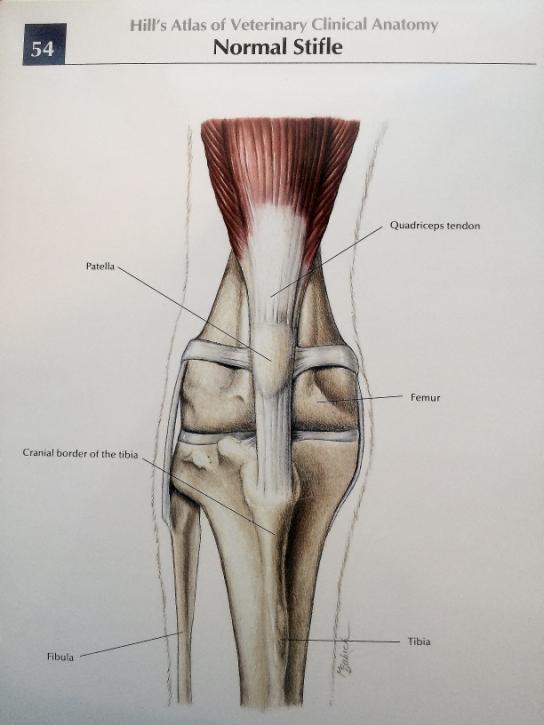Patellar Luxation The Patella The patella (equivalent to the knee cap ) is one of several structures in the stifle (equivalent to our knee) that provide joint stability and allow normal function.