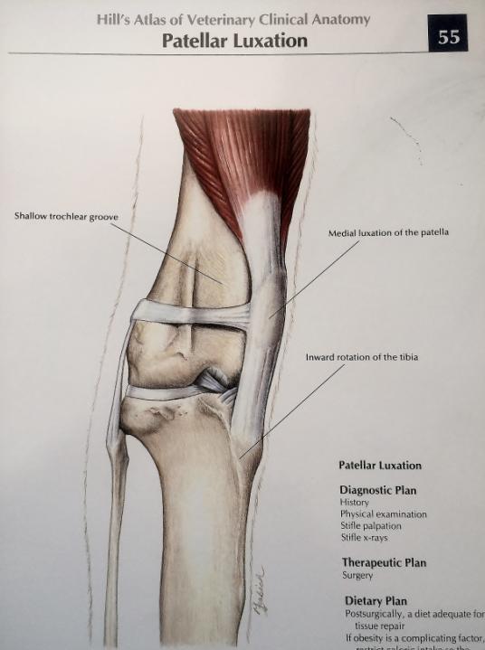 A large group of muscles at the front of the upper leg known as the quadriceps originate from the femur and insert on the tibia.