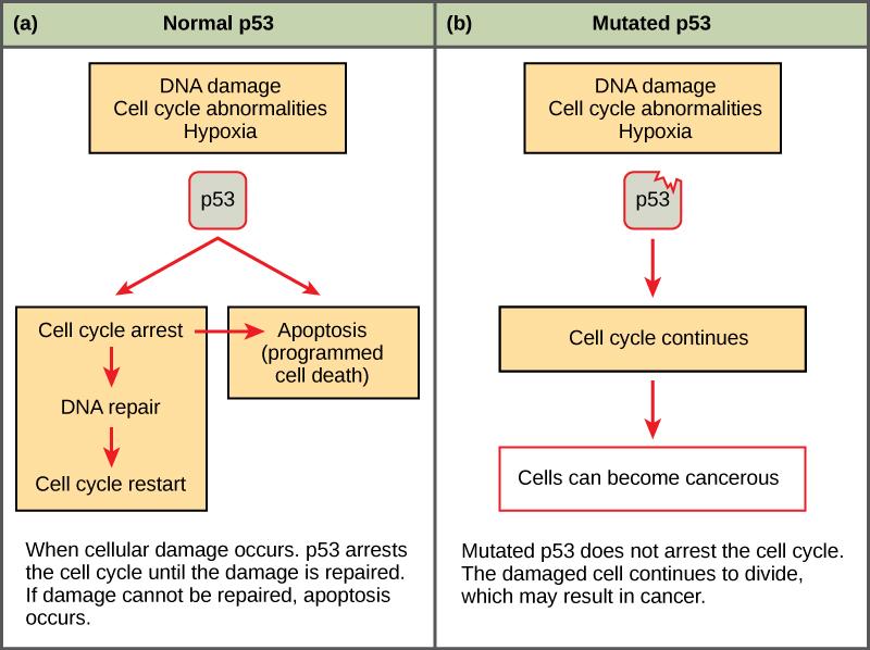 146 CHAPTER 6 REPRODUCTION AT THE CELLULAR LEVEL override cell-cycle checkpoints.