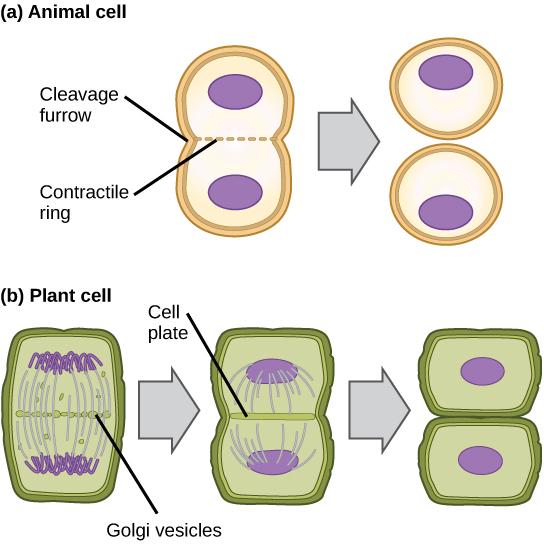 CHAPTER 6 REPRODUCTION AT THE CELLULAR LEVEL 143 Figure 6.5 In part (a), a cleavage furrow forms at the former metaphase plate in the animal cell.