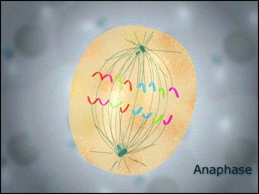 Anaphase Kinetochores (found within chromosomes) are