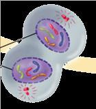 TELOPHASE See two nuclei (reverse prophase steps)