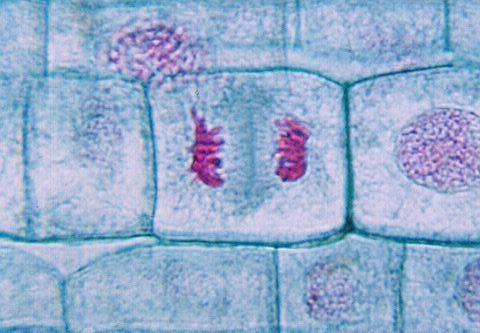 CYTOKINESIS Cytoplasm splits into 2 cells PLANT CELLS can t