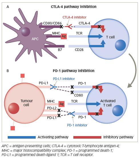 Mechanism of action of immune checkpoint