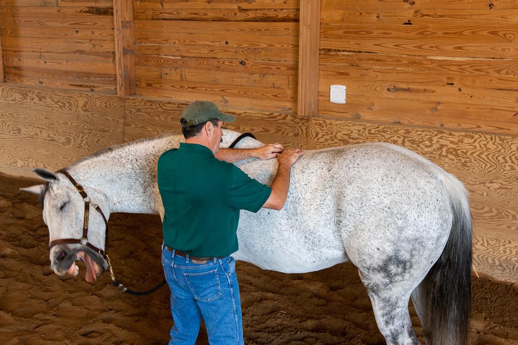 An interactive method of equine bodywork where the horse s responses to touch are used to assist the horse in releasing accumulated tension in its body.