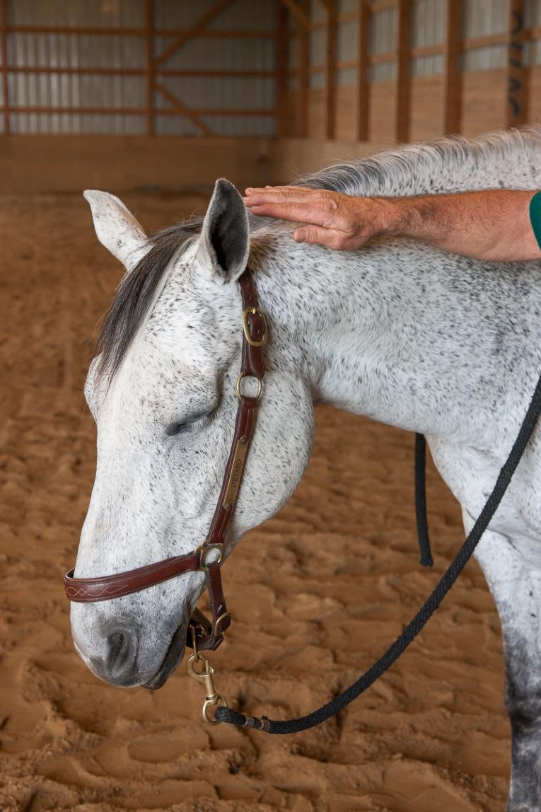 What is the Masterson Method Equine Therapy Specialist Program?