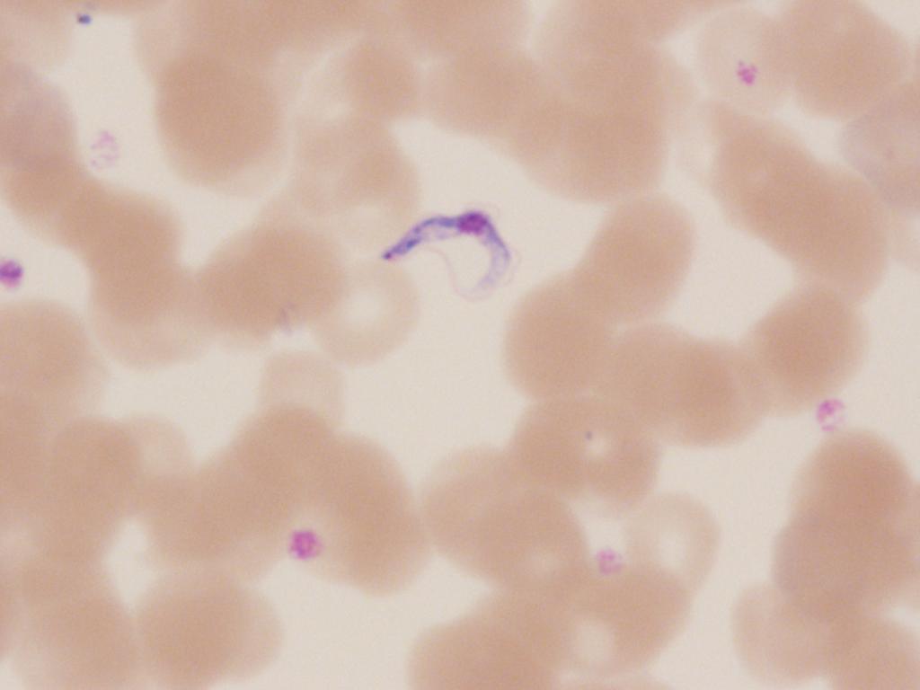 5B-M Identification: Trypanosoma brucei Trypanosoma brucei 9/ 95 Trypanosoma cruzi 5 6/7 86 Plasmodium species 4 Quality Control and Information Participating and referee laboratories agreed that
