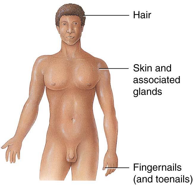 Integumentary System Functions- protection, cutaneous sensations,