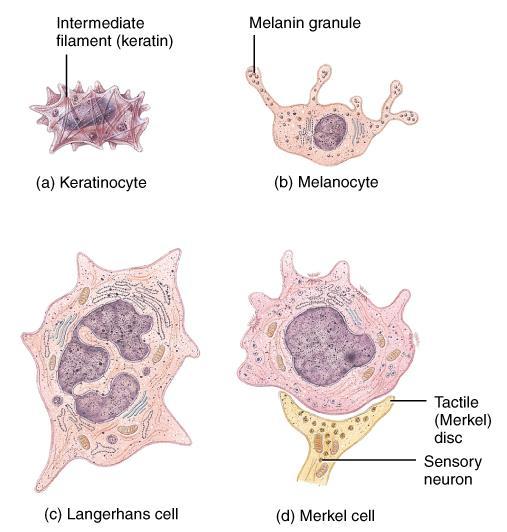 Cell types of the Epidermis Keratinocytes- 90% Produce keratin (protein) Melanocytes- 8 % Produce melanin (pigment)