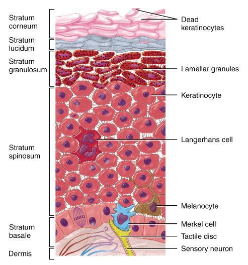 Keratinization and Epidermal Growth As cells in the stratum
