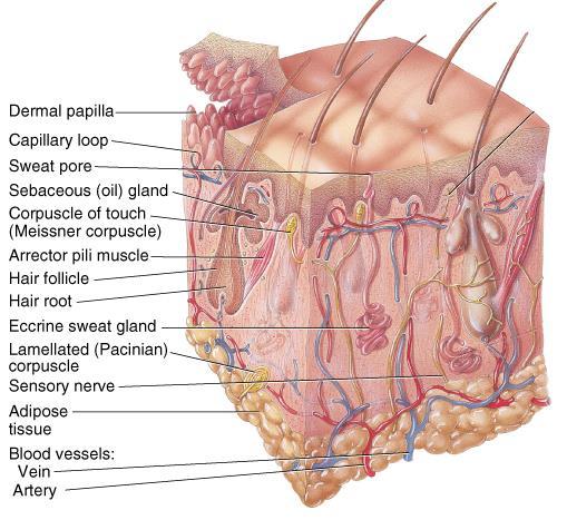 Accessory Structures of Skin