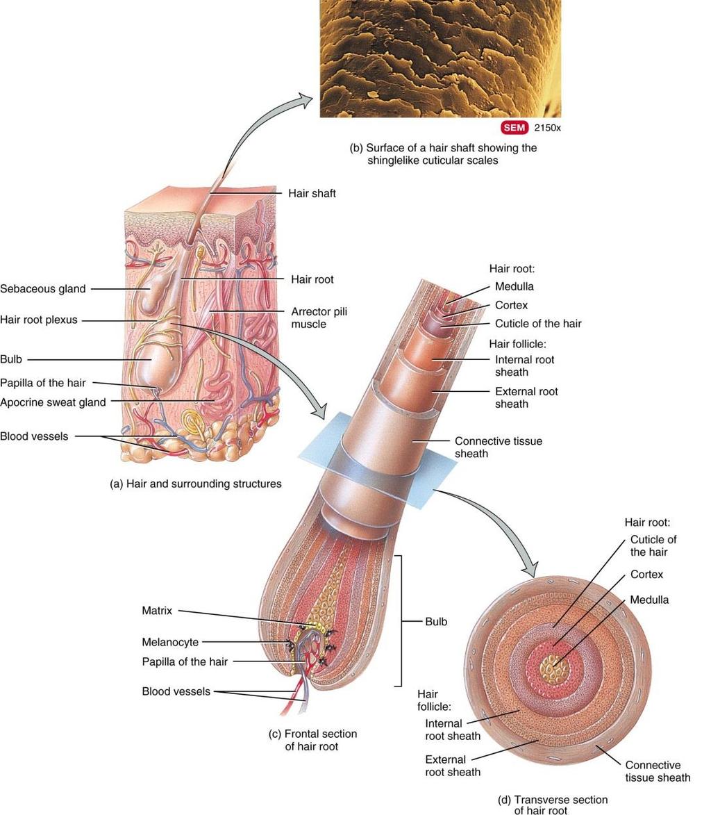 Hair (pili) Structure Shaft Projects from the surface Medulla, cortex, & cuticle Root Medulla, cortex, & cuticle Hair