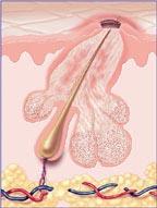 Sebaceous Glands Secretory portion- dermis. Most open onto hair shafts. All regions of body, except palms and soles.
