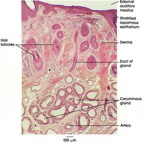Ceruminous Glands Line the external auditory meatus. Location- ears.
