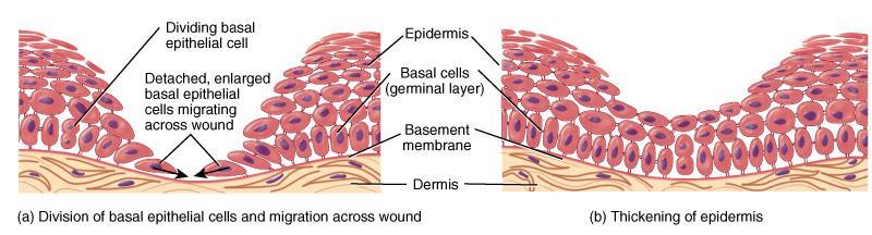Epidermal Wound Healing Basal cells migrate across the wound. Contact between basal cells stops cell migration.