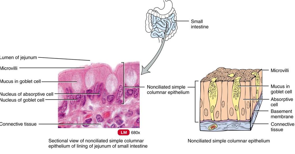 Epithelial Tissue Functions- protects, secretes, and absorbs. Covering and lining epithelium Epidermis of skin.