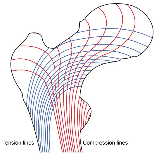 OpenStax-CNX module: m44789 6 Figure 5: Trabeculae in spongy bone are arranged such that one side of the bone bears tension and the other withstands compression.