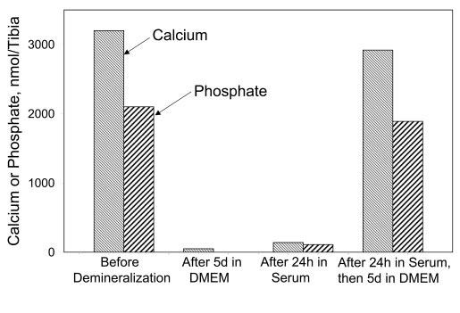 19176 Re-calcification of Bone in Serum FIG. 8.Effect of preincubation in rat serum on the subsequent calcification of tibias in DMEM.