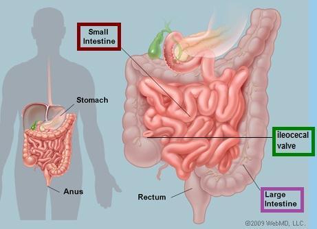 By location: Anatomy and Classification - entero-enteric: small bowel - colo-colic: large