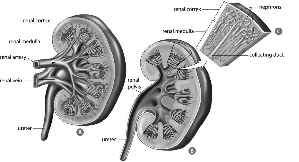 Study the diagrams above and answer the questions below. 9. The volume of blood entering the kidney through the renal artery in one day is more than the volume leaving through the renal vein.