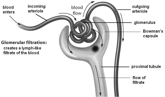 13. Which structure transports the waste molecules (urine) left behind after reabsorption? 14. Which parts of the nephron are in the cortex of the kidney? Which parts penetrate deep into the medulla?
