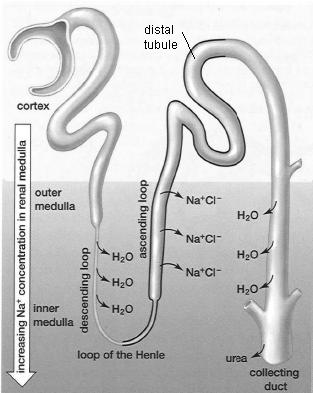 Use the following diagram, which shows a nephron lying within the cortex and the medulla, and your textbook or other resource to answer the questions below. 21.