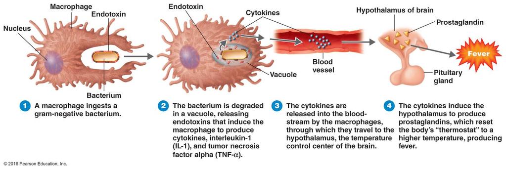 9 Bacterial cell death caused by lysis or antibiotics can also produce