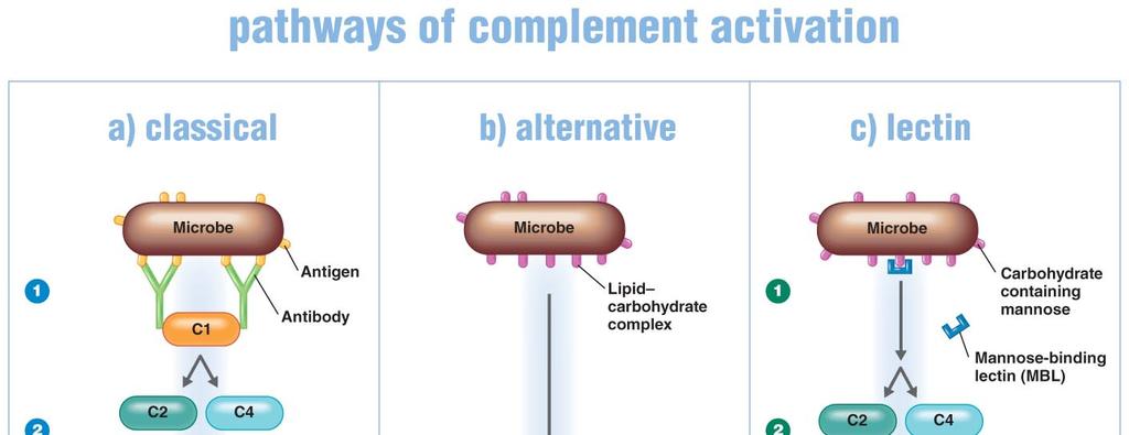 action of other immune responses in destroying microbes entering