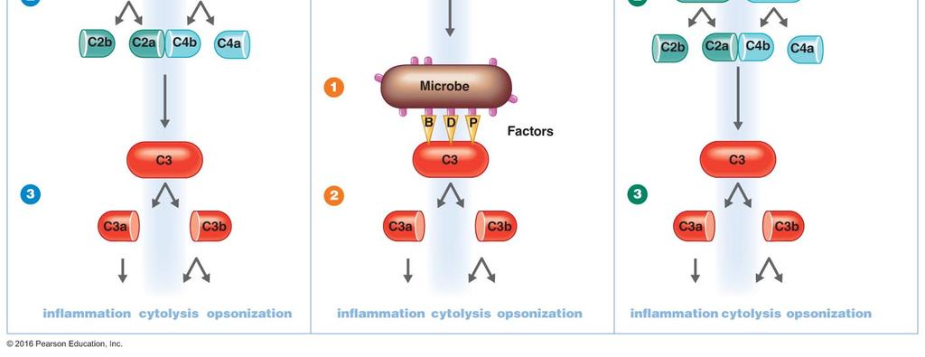 inflammation Proteins inactive until split into fragments