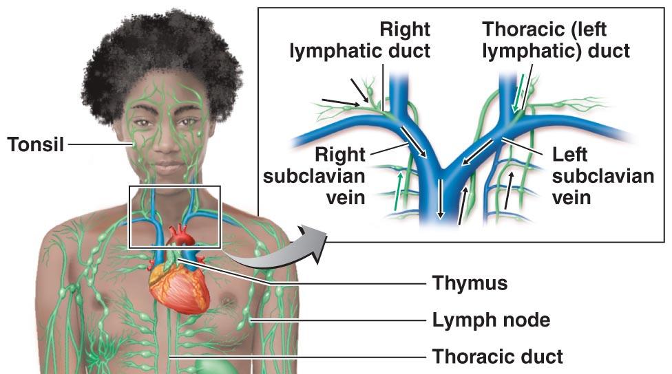 vessels Lymphatic tissues & organs