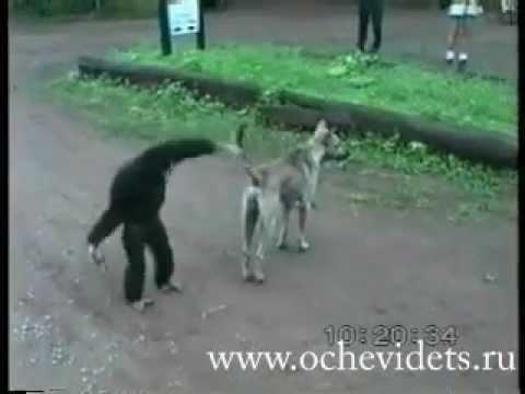 Video Captioning Generate descriptions for events depicted in video clips A monkey pulls a dog s tail and is chased by