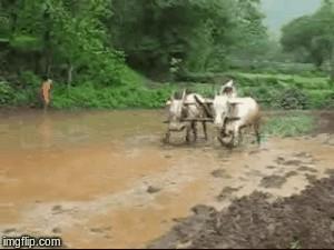 Video Captioning A man appears to be plowing a rice field with a plow being pulled by two oxen. A man is plowing a mud field. Domesticated livestock are helping a man plow.