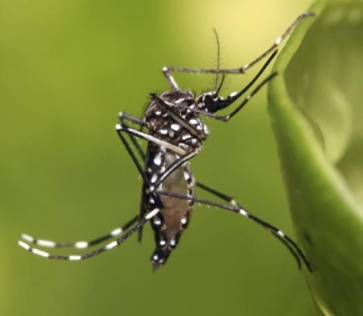 VECTORS CHANGE Invasive Aedes Tropical & temperate, after