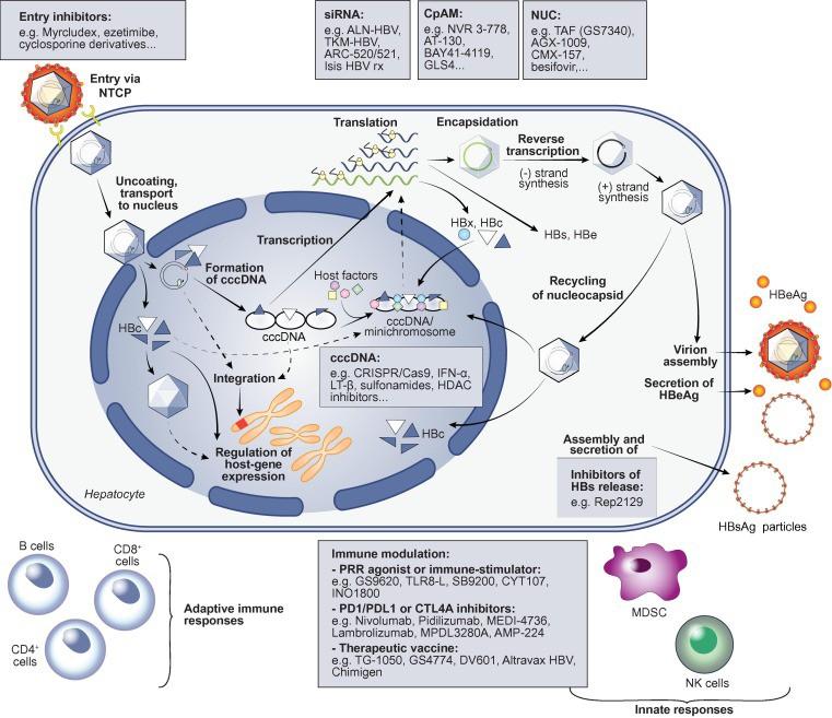 HBV life cycle and main