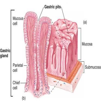 Histology of the stomach: It consists of: mucosa, submucosa, muscularis externa and serosa. i. Mucosa : o Lining epithelium: simple columnar epithelium, the cells mainly secrete an alkaline mucus.