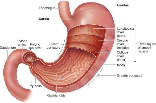 ii. Submucosa It invaginates through the mucosa to form rugae that increase the surface area of stomach and help in the digestion of food. Miseener's plexus: Parasympathetic.