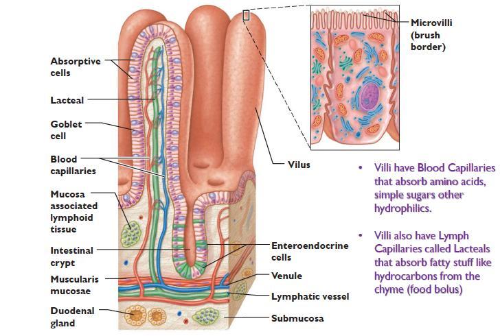 2. Intestinal Villi: - Present as projections, shape differs among the duodenum, jejunum and ileum. - 0.5-1.