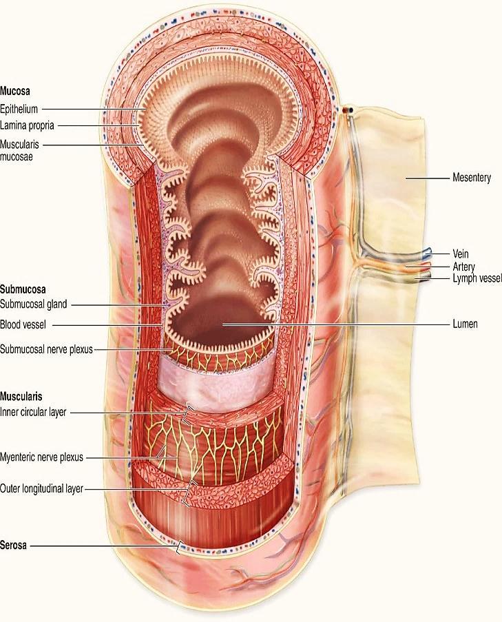 Digestive System The digestive system consists of the digestive tract oral cavity, esophagus, stomach, small and large intestines, and anus and its associated glands salivary glands, liver, and
