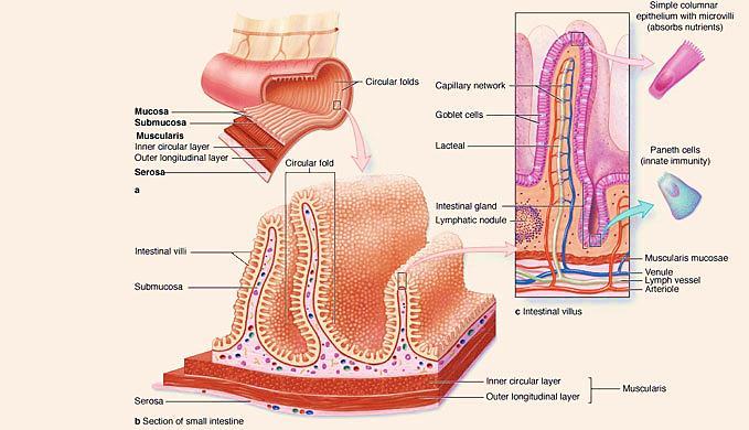 Small intestine The small intestine is approximately 7 m long and has three regions: the duodenum (proximal), jejunum (middle), and ileum (distal).